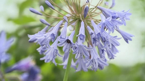 Blüten