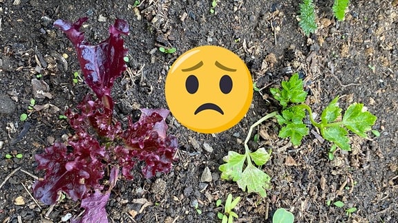 Ein Salat und ein Sellerie wachsen auf einem Beet. Trauriges Emoji für schlechte Partnerschaft.