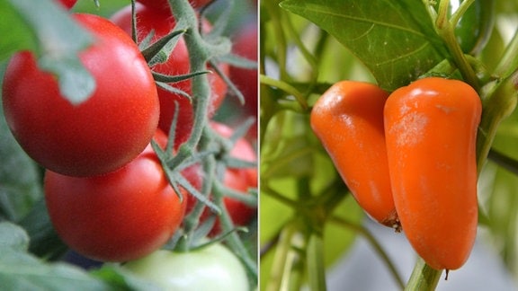 Collage: Tomatenpflanze mit roten Tomaten und Paprikapflanze mit orangenen Paprikas