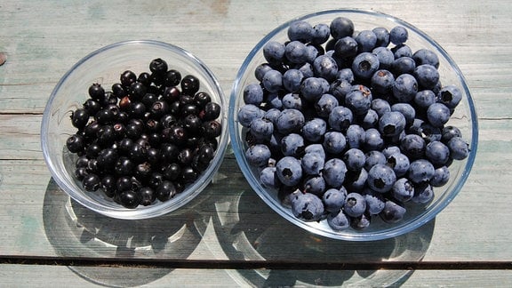 Zwei unterschiedlich große Glasschälchen, die mit kleinen, schwarzen sowie mit größeren, blauen Heidelbeeren gefüllt sind, stehen auf einem Holztisch