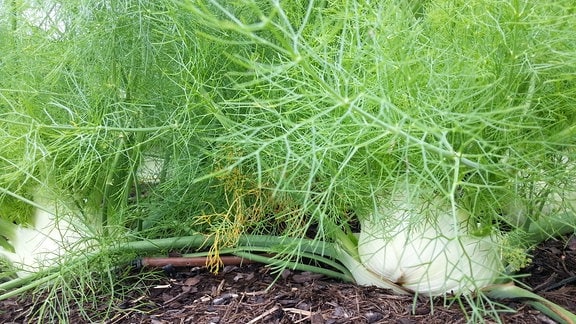 Fenchelknollen wachsen in einem Beet.