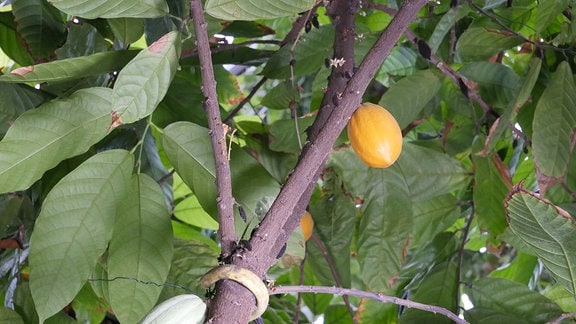 Kakaobaum mit grünen und orangen Früchten.  