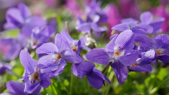 Viele Märzveilchen-Blüten in helllila.