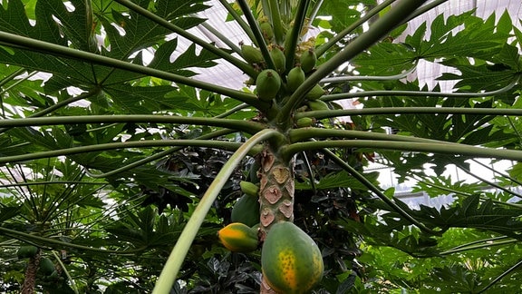 Papaya