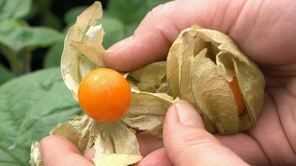 Hände halten Physalis-Früchte und zeigen im inneren der Schale die orangefarbene Frucht.