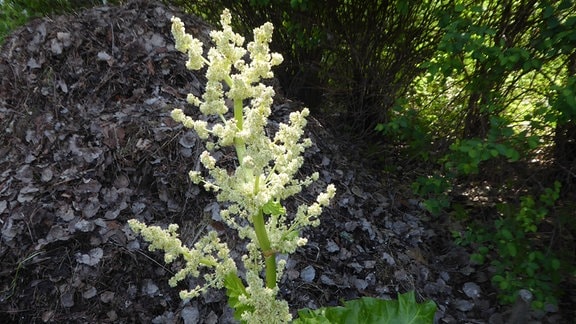 Voll aufgeblühte Rhabarberblüte.