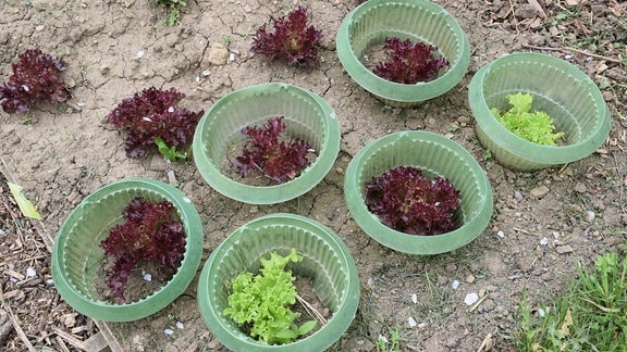 Beet mit Salatköpfen in Schneckenringen.