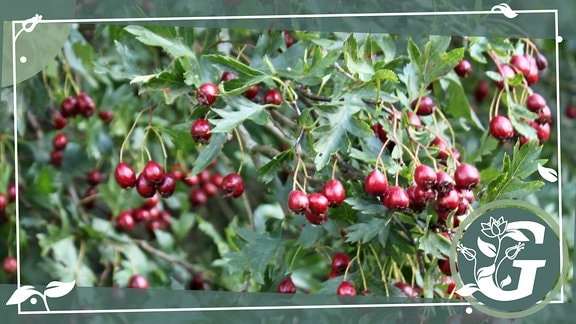 Hinter einem Zaun wächst eine blühende Hecke
