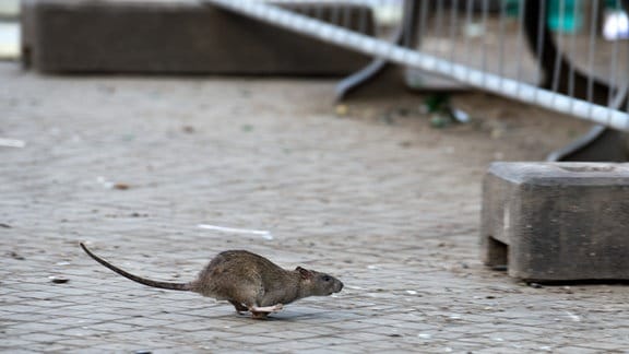 Eine Ratte läuft davon