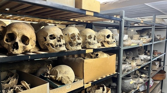 Schädel im Depot des Städtischen Museums Aschersleben