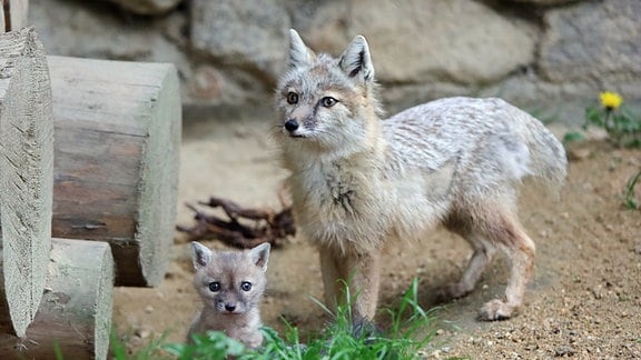 Eine Steppenfüchsin und eines ihrer Jungen stehen im Tierpark Görlitz im Gehege und lauschen konzentriert.