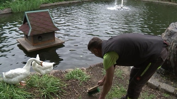 Ein Tierpleger säubert ein Habitat in dem Gänse sind.