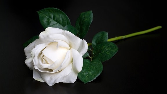 Weiße Rosen vor dem Schriftzug Dresden. Bildbeschriftung: Gedenken in Dresden: Nachrichten, Bilder und Hintergründe
