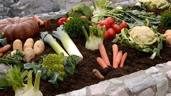 Gemüsehochbeet mit ertragreicher Ernte.