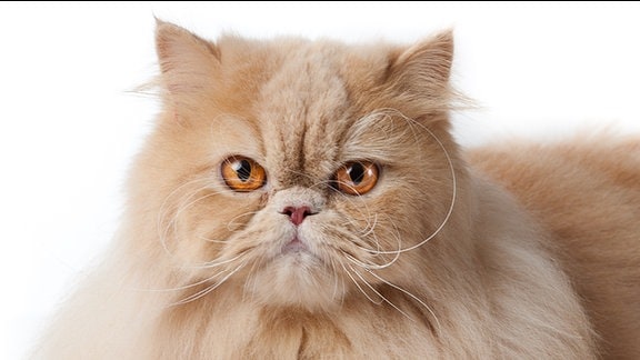 eine Perserkatze