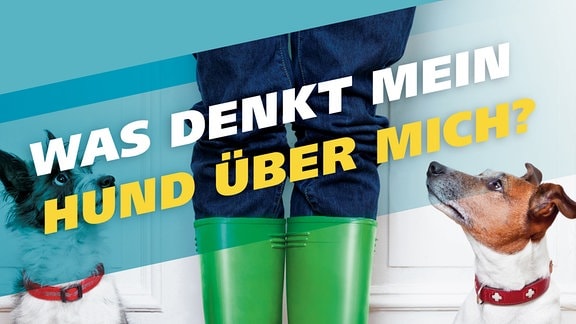Was denkt Hund über mich