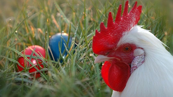 Ostereier im hohen Gras, davor ein Hahn.