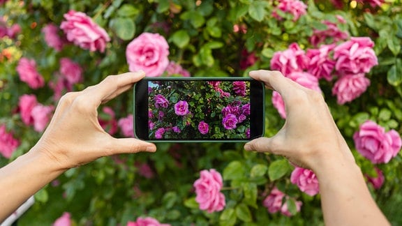 Eine Frau fotografiert mit einemTelefon einen blühenden Strauch.