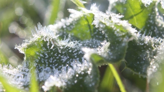Eiskristalle an den Blättern einer Pflanze 
