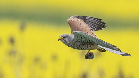 Ein Turmfalke (Falco tinnunculus) mit erbeuteter Maus fliegt über ein blühendes Rapsfeld.